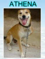 /album/adote-um-amigo/anjelina%2c-athena%2c-bob%2camelia-vers%c3%a3o-3-jpg/